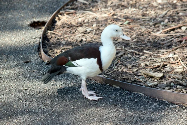 Αυτή Είναι Πλευρά Ενός Radjah Shelduck — Φωτογραφία Αρχείου