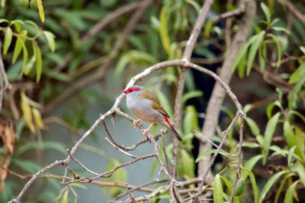 Kırmızı kaşlı ispinozun gri bir gövdesi vardır. Yeşil kanatları, kırmızı gagası ve gözlerinin üzerinde kırmızı.