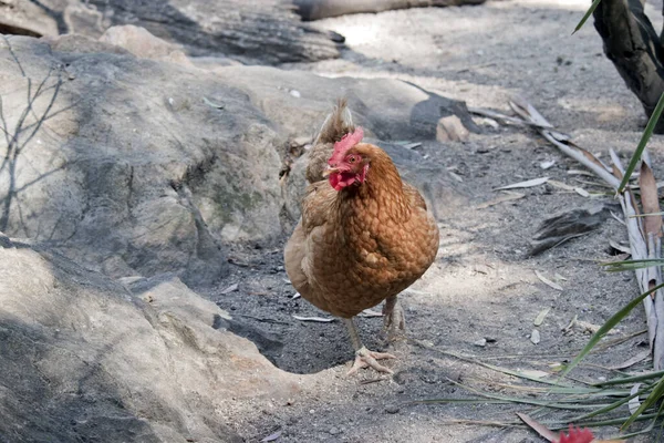 Galo Laranja Com Pente Vermelho — Fotografia de Stock