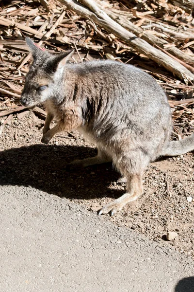 Tammar Wallaby Pequeno Marsupial Cinzento — Fotografia de Stock