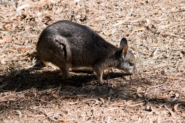 Tammar Wallaby Pequeño Wallaby Gris —  Fotos de Stock