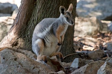 Sarı ayaklı kaya valabisi gri, beyaz ve bronzdur
