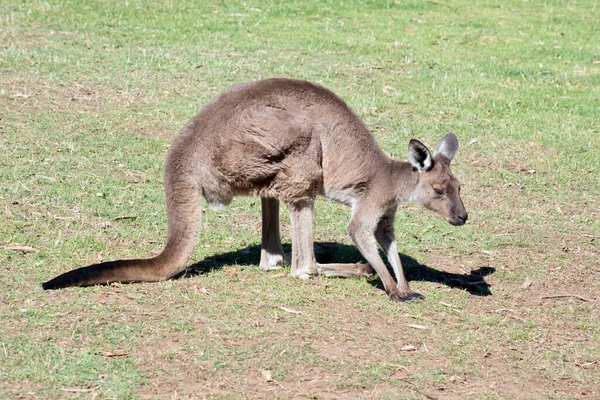 Canguro Grigio Occidentale Pelo Marrone Occhi Marroni — Foto Stock