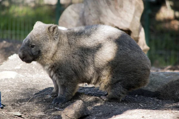 Close Hairy Nosed Wombat — Stock Photo, Image
