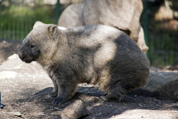 Dit Een Close Van Een Harige Neusvleermuis — Stockfoto