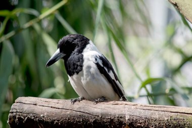 Alaca kasap kuş bir oturum açma tünemiş