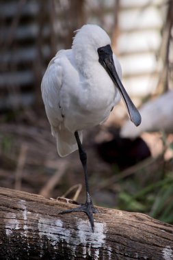 Bu genç bir kraliyet kaşığı. Henüz sarı göz çekimini yaptırmadı.