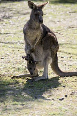 Batı gri kangurusu ve Joey esasen kahverengi ve beyaz göğüslüler.