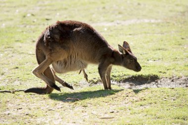 Batı gri kangurusu ve Joey çimlerin üzerinde zıplıyorlar.