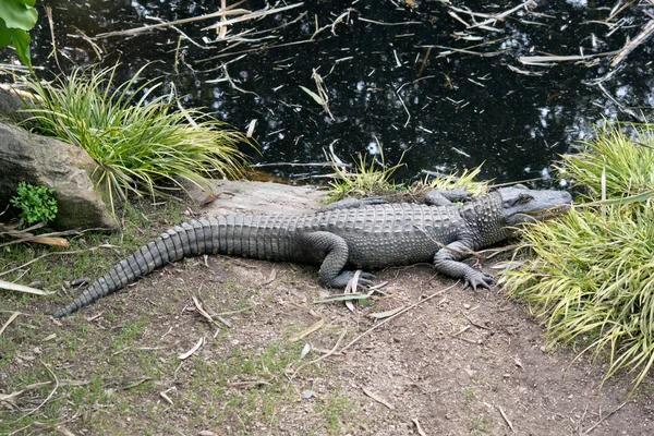 Der Alligator Ist Ein Reptil Mit Schuppen Und Scharfen Zähnen — Stockfoto