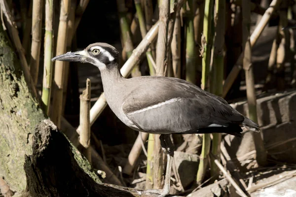 Pláž Kámen Curlew Žluté Oko Černé Beal — Stock fotografie