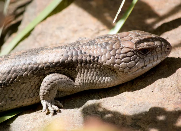 the blue tongue lizard is brown and tan and lives in Australia