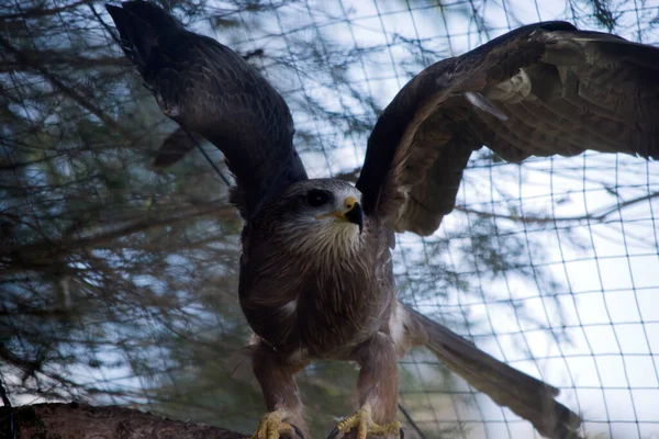 Kite Preto Raptor Marrom Que Pega Comida — Fotografia de Stock