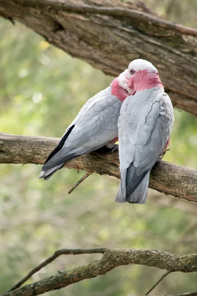 Two Galahs Perched Branch — Stock Photo, Image