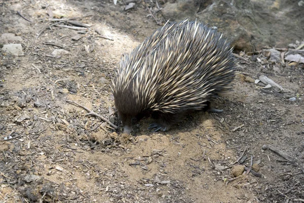 Australijska Ekidna Jest Podobna Amerykańskiego Zjadacza Mrówek Ciemnobrązowe Brązowe Kolce — Zdjęcie stockowe