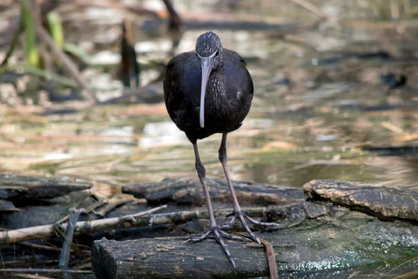 Gossy Ibis Har Rödbrun Kropp Med Lila Grön Lyster Vingarna — Stockfoto