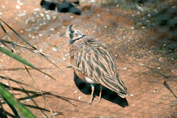 Dotterel Interior Pájaro Australiano Que Esconde Las Sombras —  Fotos de Stock