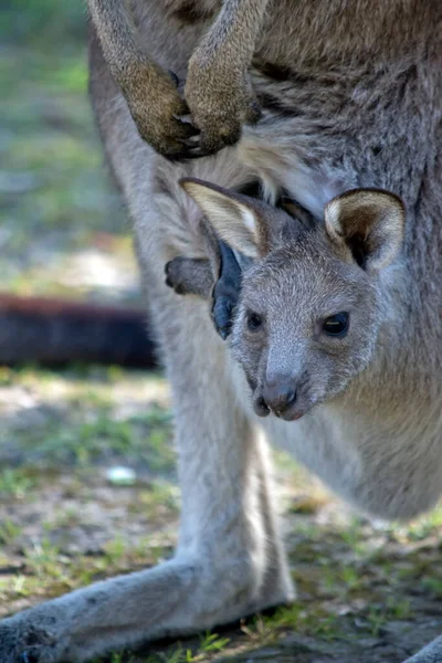 Detta Närbild Joey Western Känguru — Stockfoto