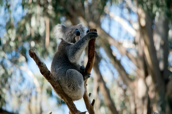 Koala Jest Szaro Białym Torbaczem — Zdjęcie stockowe