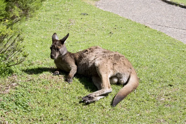 Das Känguru Inselkänguru Ruht Gras — Stockfoto