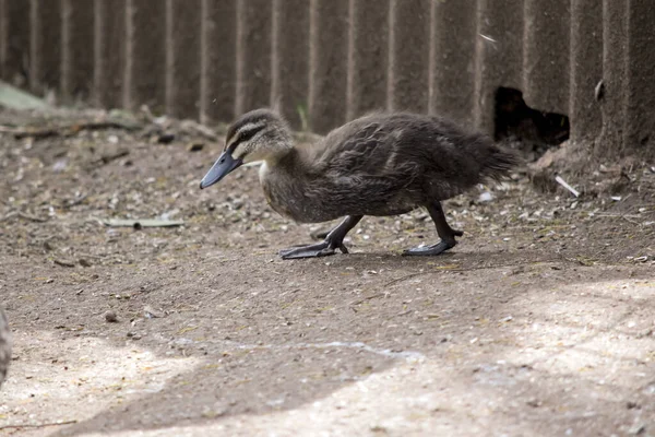 Duckiling Negro Del Pacífico Está Buscando Semillas Dejadas Suelo — Foto de Stock