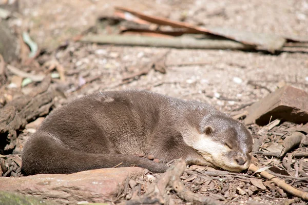 Asian Small Clawed Otter Brown White Cheeks — Stock Photo, Image
