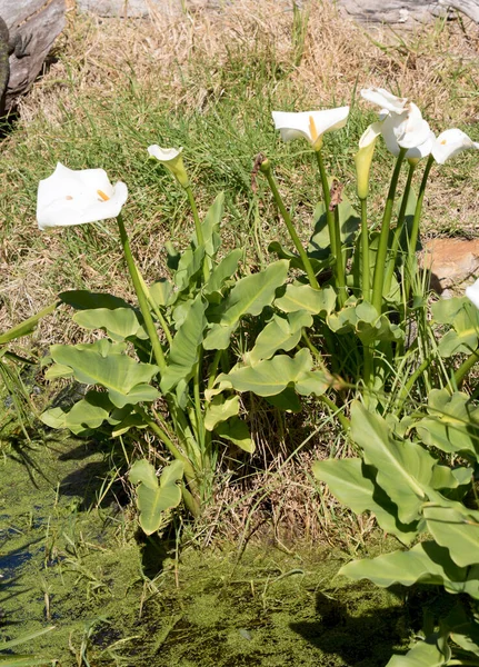 Waterlelies Hebben Witte Bloemen Met Een Gele Meeldraad Het Midden — Stockfoto