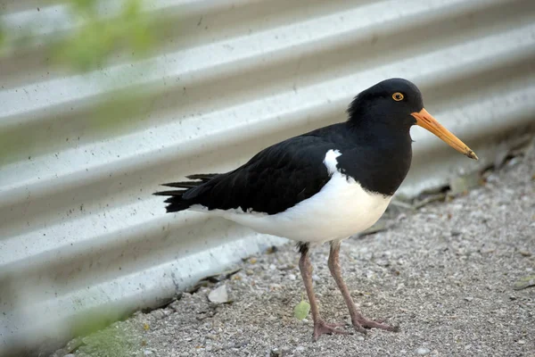 Oyster Catcher Has Orange Eye Beak — Stock Photo, Image