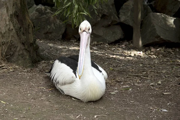 Pellicano Australiano Sta Riposando Terra — Foto Stock