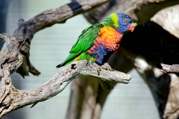 Gökkuşağı Lorisi Avustralya Bulunan Renkli Bir Kuştur — Stok fotoğraf