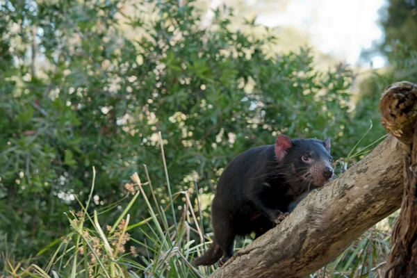 Diable Tasmanie Monte Dans Une Branche Arbre — Photo