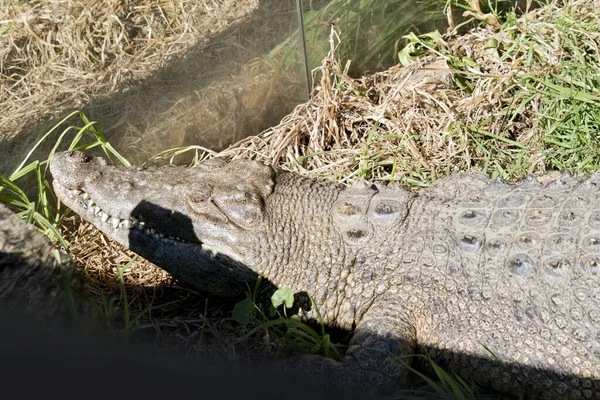 Dies Ist Eine Seitenansicht Eines Salzwasserkrokodils — Stockfoto