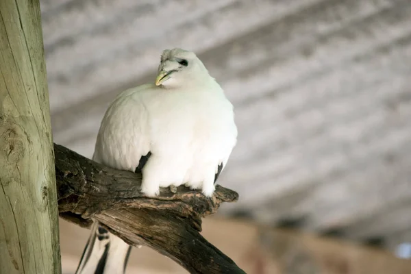 Paloma Torresia Espiada Pájaro Blanco Negro — Foto de Stock