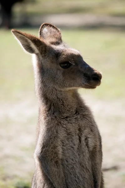 Westelijke Grijze Kangoeroe Vooral Bruin Met Een Witte Borst — Stockfoto