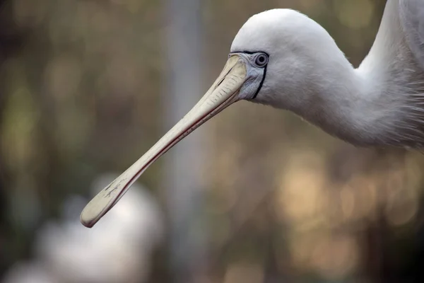 Detta Sidovy Gul Skednäbb — Stockfoto