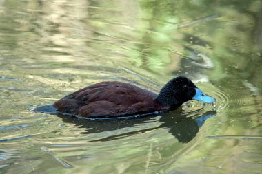 Mavi gagalı ördeğin yeşil bir kafası ve kahverengi bir vücudu var.