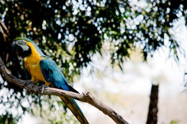 Mavi ve altın papağan Amazon 'da yaşayan büyük bir papağandır.
