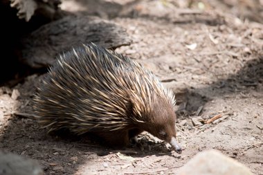 Avustralya ekidnası bir Amerikan karınca yiyicisine benzer. Koyu kahverengi ve bronz çivileri var.