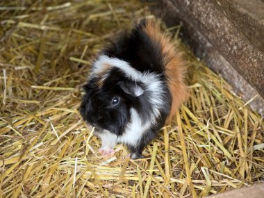 Gine domuzunun uzun siyah, beyaz ve kahverengi saçları vardır.