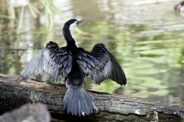 Alaca karabatak kanatlarını güneşte kurutma