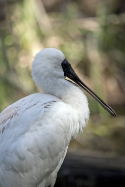 Kraliyet kaşığı, kaşık şeklinde gagası olan büyük beyaz bir su kuşudur.