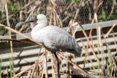 Genç kraliyet kaşığı tek bacağının üzerinde duruyor.