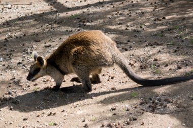 Bu bir bataklık valabisinin yan görüntüsü.