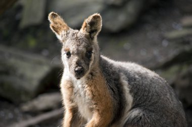 Sarı ayaklı kaya valbi taba, gri ve beyazdır.