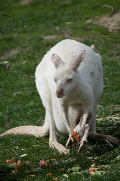 Albino Western Grey Kangaroo Eating Carrot — Stock Photo, Image