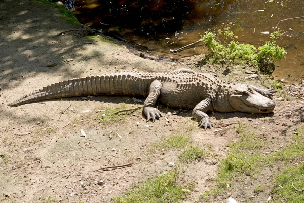 Alligator Resting River Bank — Stock Fotó