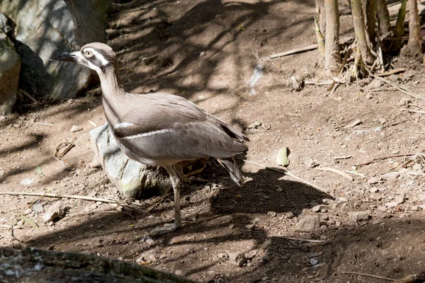 Πέτρα Στην Παραλία Curlew Είναι Ένα Καφέ Και Άσπρο Πουλί — Φωτογραφία Αρχείου