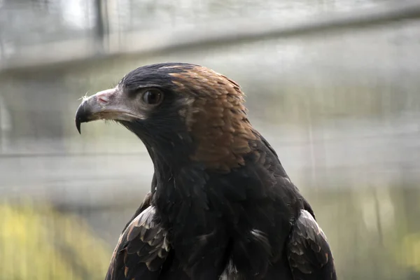 Close Black Breasted Buzzard — Stock Photo, Image