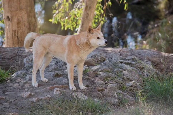 Gouden Dingo Een Goudbruine Hond Die Door Outback Zwerft — Stockfoto