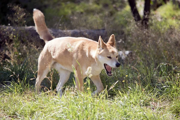 Den Gyllene Dingo Gyllene Brun Hund Som Strövar Utomhus Den — Stockfoto